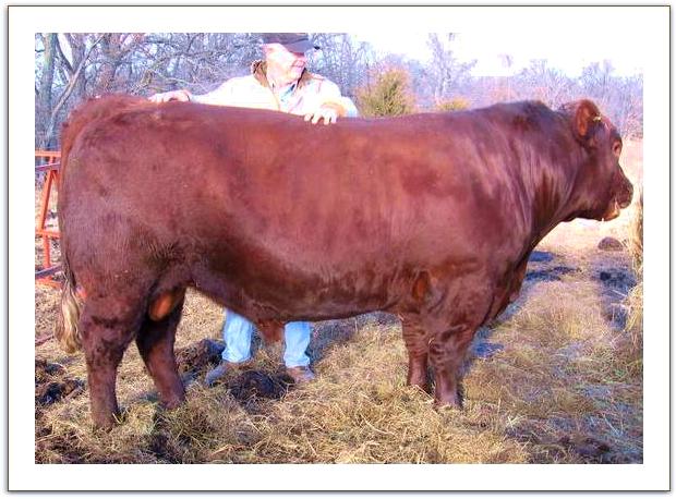 Red Poll
